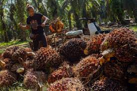 Sime darby seen as industry leader in sustainable palm oil. Palm Oil Industry To Remain Strong In 2019 Says Sime Darby Money Malay Mail