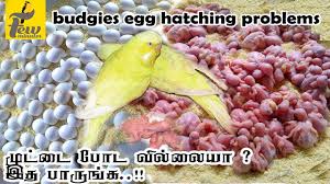 Budgies Egg Hatching Problems In Tamil