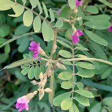 Image result for Tephrosia interrupta