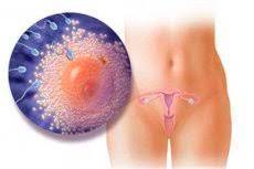 Ovulasi adalah tempoh subur di mana badan anda mengeluarkan satu atau lebih telur daripada ovari. Tanda Tanda Ovulasi Apa Yang Perlu Diketahui Oleh Setiap Wanita Komprehensif Mengenai Kesihatan Di Ilive