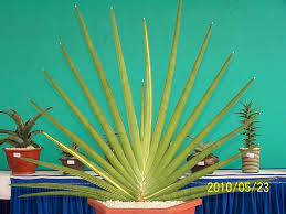 Image result for Sansevieria pearsonii