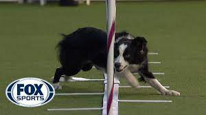 Best Of The Agility Competition From The 2020 Westminster Kennel Club Dog Show Fox Sports Youtube Fox Sports Dog Show Dog Gifs
