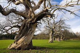 We did not find results for: Planting Growing And Maintaining Chestnut Trees Insteading