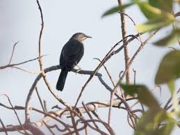 Image result for Melhania forbesii