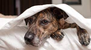 7 Natural Remedies For Dog Anxiety Purewow