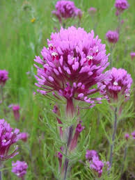 Castilleja Exserta Purple Owl S Clover Wildflower Photo Beautiful Flowers Wild Flowers