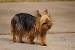Long Hair Morkie