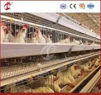 Mejor jaula para pollos, jaula de tipo para ponedoras, fábrica de jaulas  para pollos en China, OEM personalizado, fácil de limpiar, configuración de  jaula para aves de corral de madera, gallinero de ...