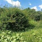 Image result for Phyllanthus paxii