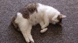 You may not be able to notice if your cat is pregnant at this point. Cat Pregnancy Stages Everything You Need To Know Petpace Blog