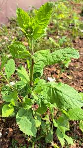 Image result for Blumea axillaris