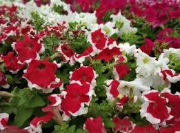 How Much Do You Love Flowers Photography Quora