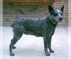Check spelling or type a new query. Puppyfinder Com Australian Stumpy Tail Cattle Dog Puppies Puppies For Sale And Australian Stumpy Tail Cattle Dog Dogs For Adoption Around The World Page 1 Displays 10