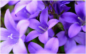 We did not find results for: Stylish Dpz Of Flowers 720x960 Wallpaper Teahub Io