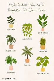 8 Beautiful Low Light Plants To Brighten Up Your Home Plants Best Indoor Plants Low Light Plants