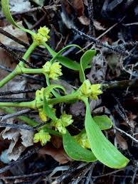 Image result for Viscum subserratum