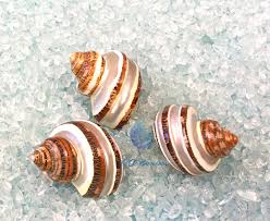 Kết quả hình ảnh cho ốc biển
