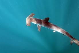 Top articles de tout le site. Requin Marteau Commun