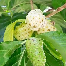 Image result for Morinda