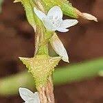 Image result for Oxygonum sinuatum