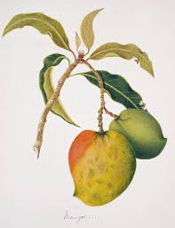 505 free images of mango. Mango Fruits Photograph By Natural History Museum London Science Photo Library