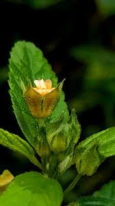 Image result for Sida ovata