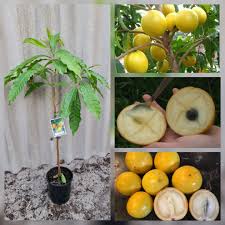 Image result for Pouteria altissima