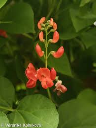 Image result for Phaseolus coccineus