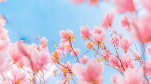 picture using blue and pink