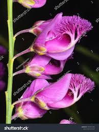 Image result for Polygala virgata