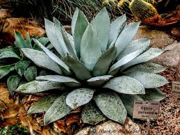 Agave Parrasana Botanischer Garten Sukkulenten Garten