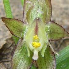 Image result for Cyclantheropsis parviflora