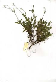 Image result for Kohautia caespitosa