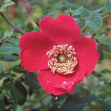 It produces especially large hips which are as fantastic, if not more so, than the flowers themselves. Rosa Moyesii Geranium Rose Moyesii Geranium In Gardentags Plant Encyclopedia