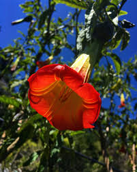 Image result for Brugmansia