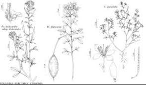 Image result for Cleomaceae