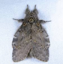 Image result for Pellaea angulosa