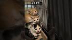 保護預りすぐ後の激おこイモタワー #cat #kitten #猫 #子猫 ...