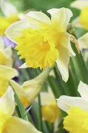 Narcissus Pseudonarcissus Lobularis Lent Lily Trees To Plant Plants Narcissus