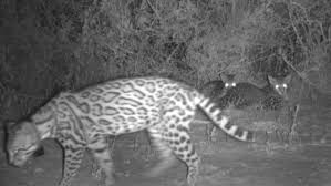 Ken on may 15, 2020: Rare Ocelot Kittens Caught On Camera