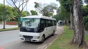 Image result for Maerua bussei