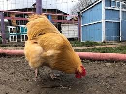 Chickens can eat zucchini, courgette, marrows, summer squashes and patty pans as well as the flowers from any of those plants. Can Chickens Eat Yellow Squash Nutrient Rich Veggies Chicken Chicks Info
