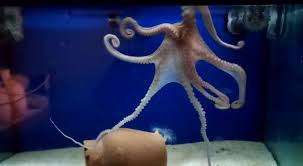 La bocca di un polpo. Polpo Pino Vi Presento Pino Acquario Del Salento