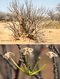 Image result for Sesamothamnus lugardii