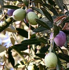 Olive Meaning In Marathi Shabdkosh