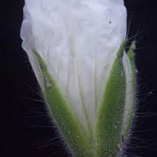 Image result for Monsonia glauca