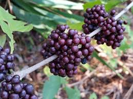 Image result for Uvaria acuminata