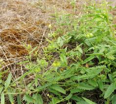 Image result for Tragia brevipes