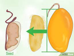 زراعة المانجو فى الصحراء cultivation mango in desert. ÙƒÙŠÙÙŠØ© Ø²Ø±Ø§Ø¹Ø© Ø´Ø¬Ø±Ø© Ø§Ù„Ù…Ø§Ù†Ø¬Ùˆ ØµÙˆØ± ØªÙˆØ¶ÙŠØ­ÙŠØ© Wikihow