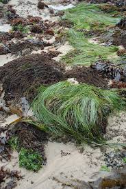 Image result for Zosteraceae